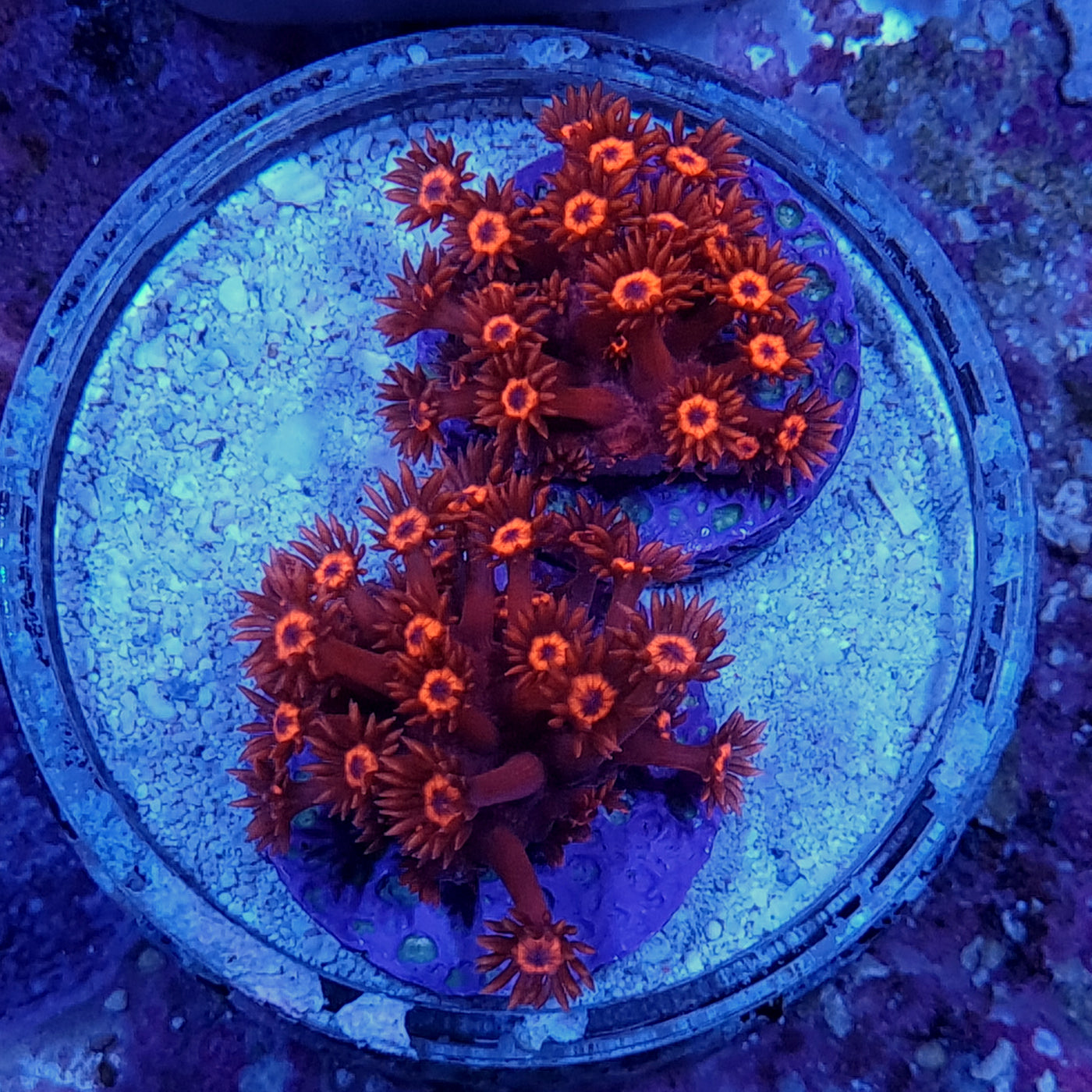 4 for 3 on Coral Frags
