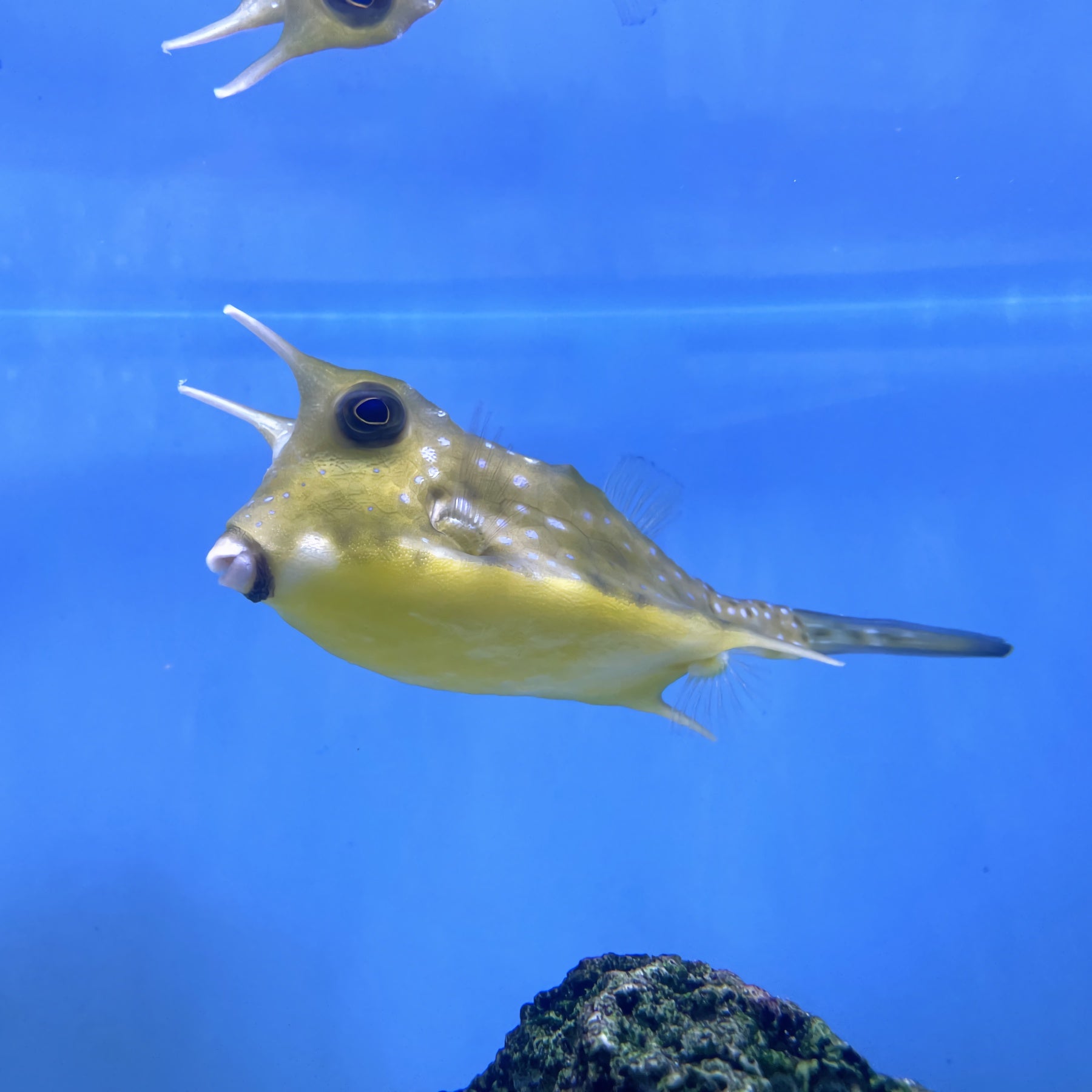 cow box fish Long Horn Cowfish (Lactoria cornuta) – Essex Marine Aquatics
