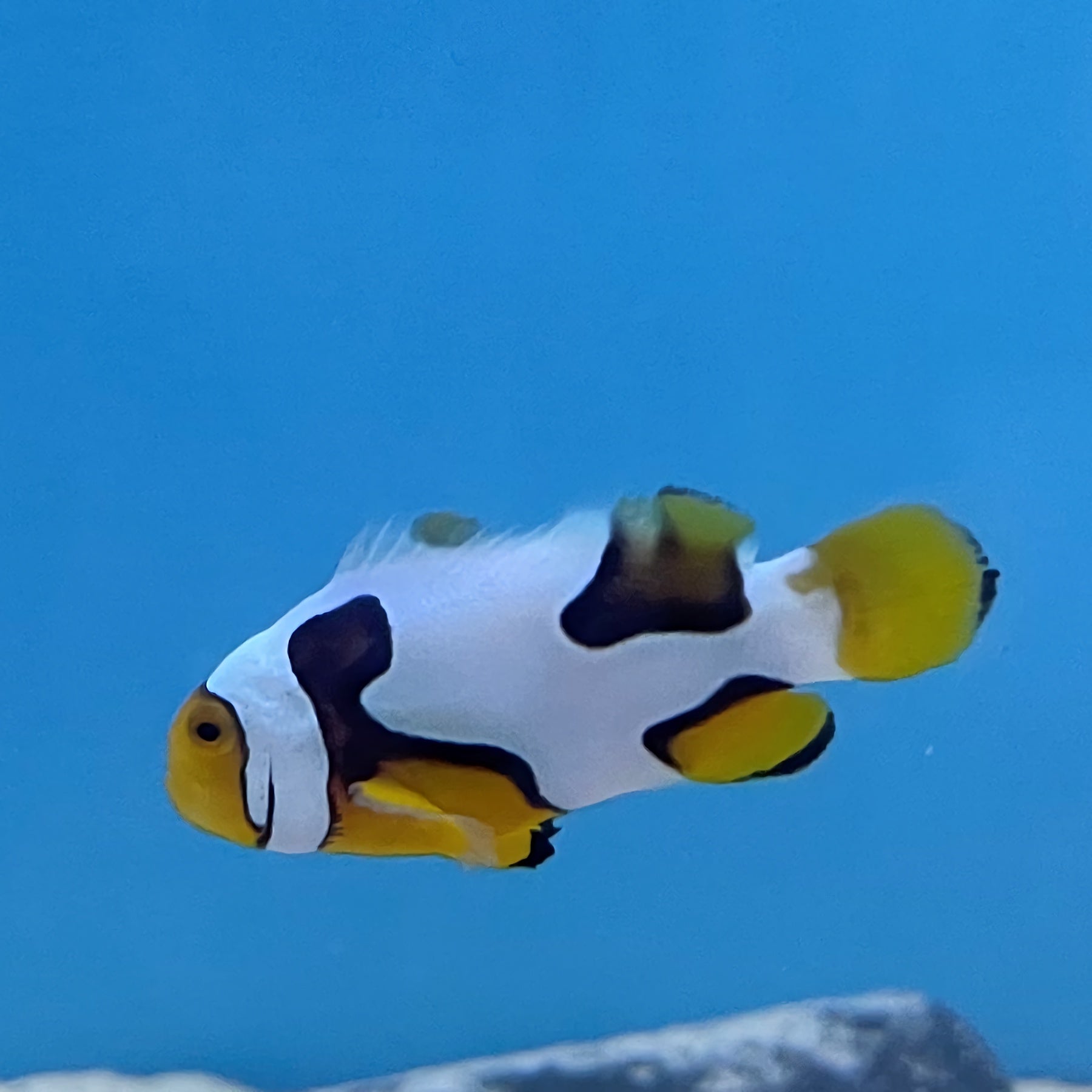 Picasso Clownfish main image 1
