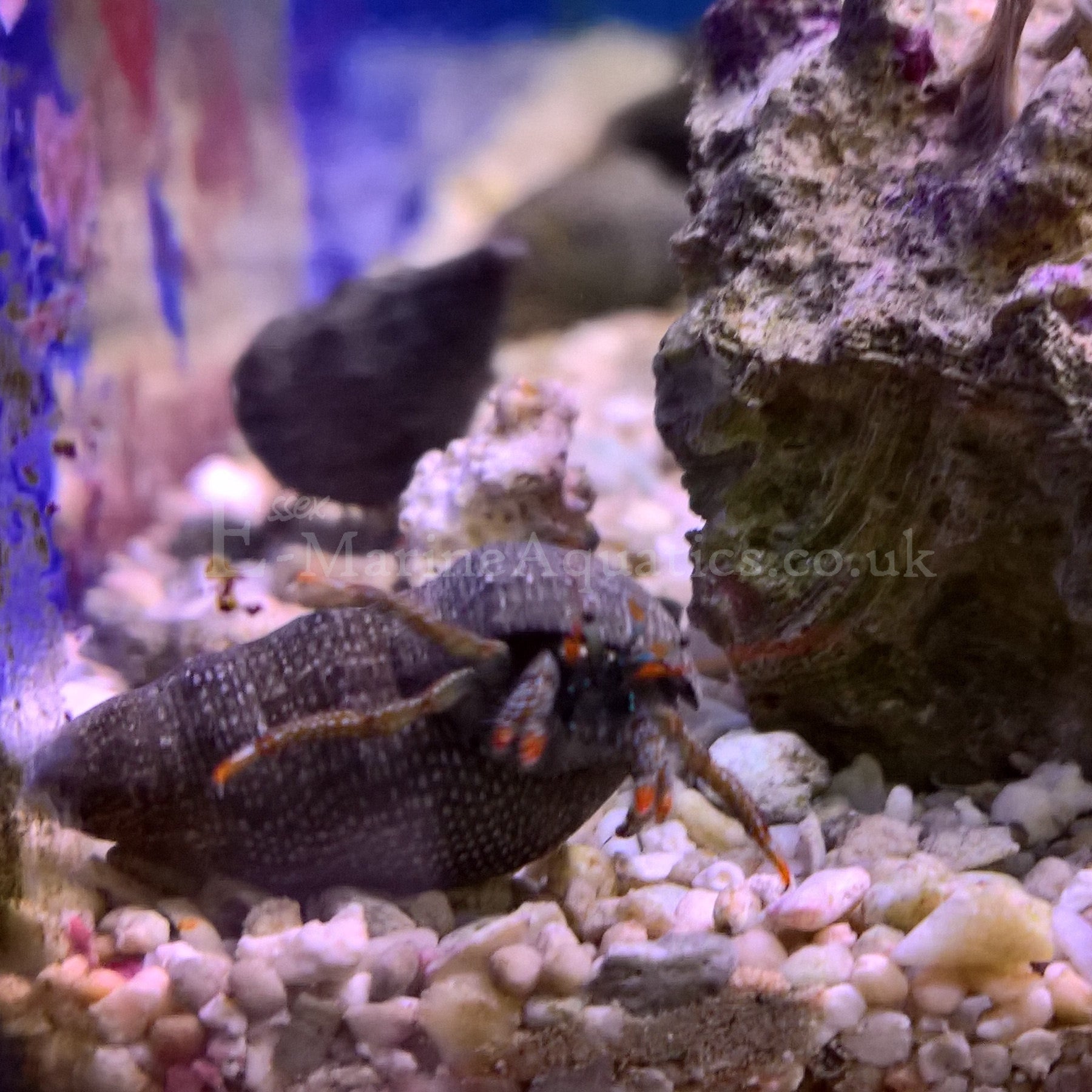Mexican Red Leg / Red Tipped Hermit Crabs (Clibanarius digueti) – Essex ...