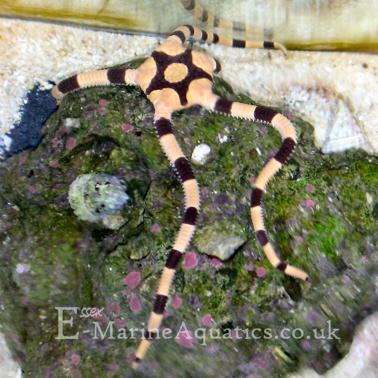 Banded Brittle Starfish (Ophiolepis superba) Essex Marine Aquatics