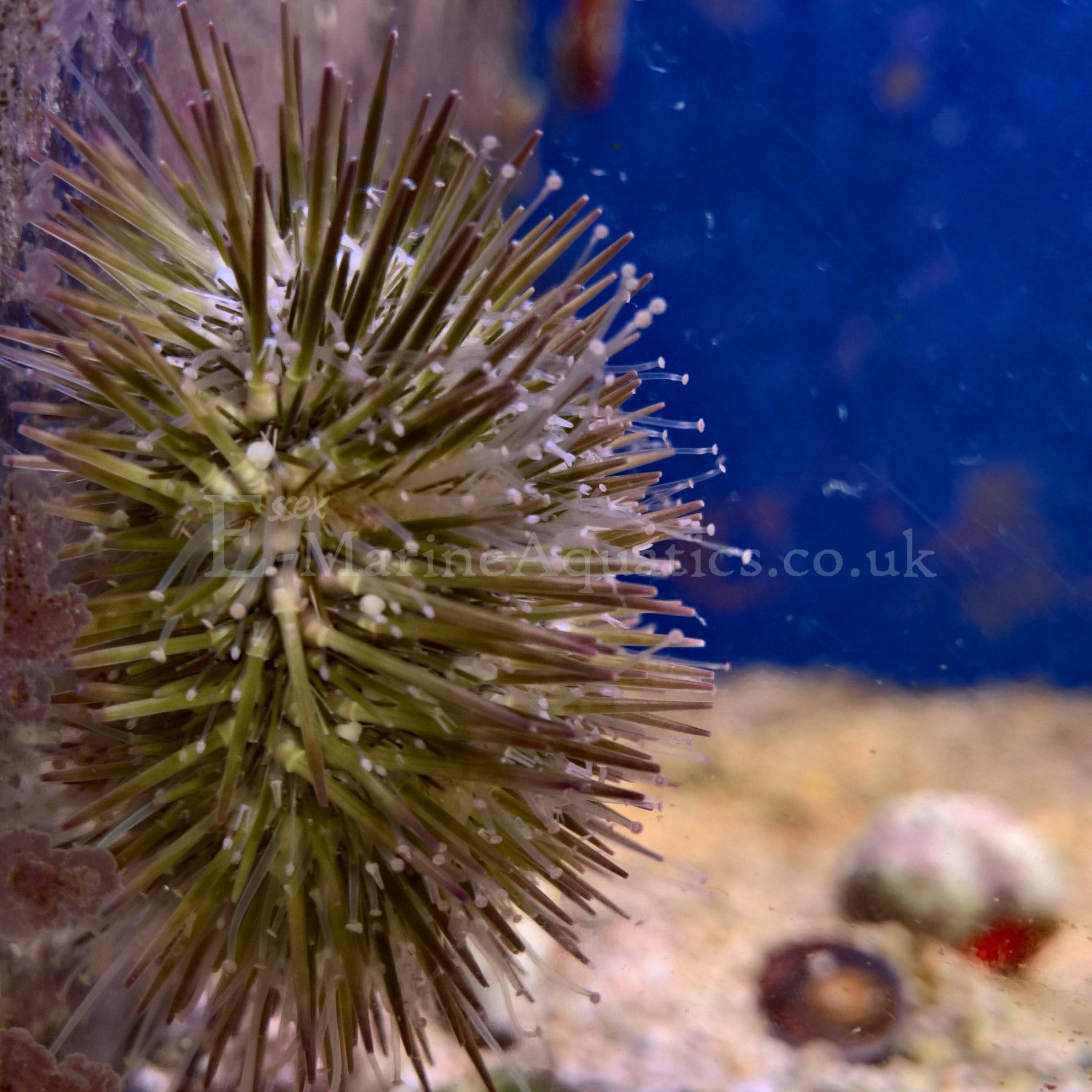 Pin Cushion Urchin (Lytechinus variegatus) Essex Marine Aquatics