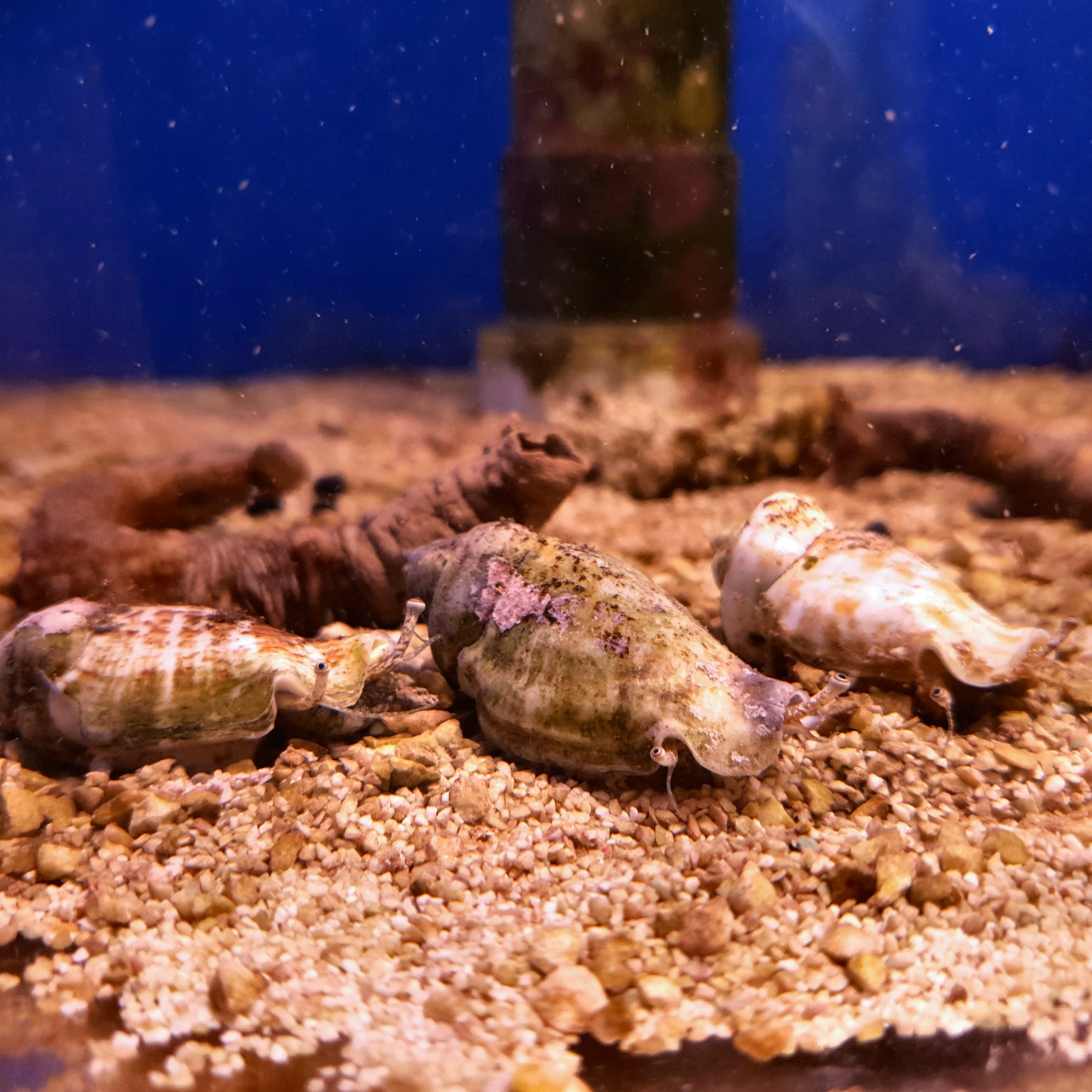 Tonga Fighting Conch (Strombus sp.) Essex Marine Aquatics