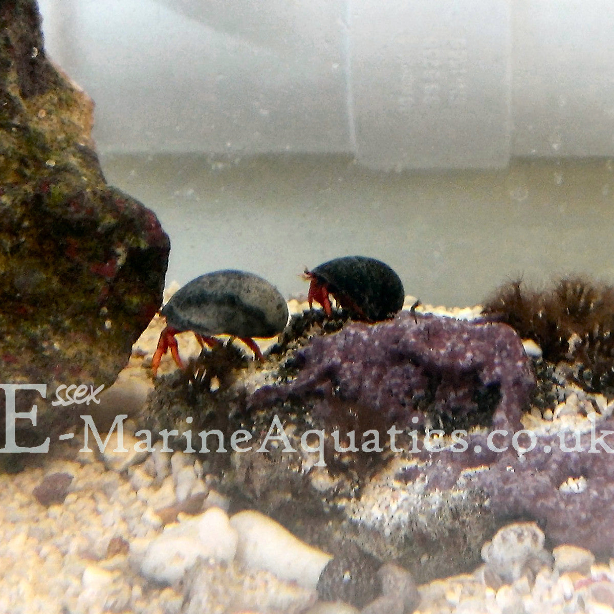 Indian Ocean Dwarf Red Leg Hermit Crabs (Small) (Paguristes sp ...