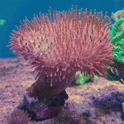 Keeping Marine Fish & Inverts: Care and Compatability (Care Guide pt. 2)