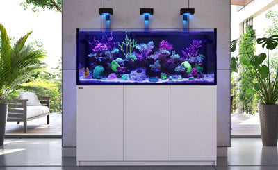 Setting up your first Marine Aquarium