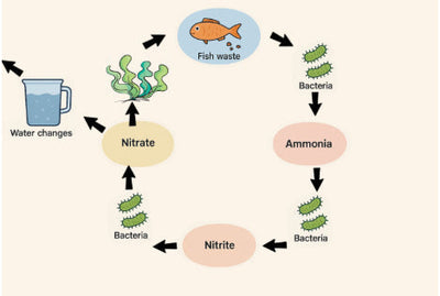 The Nitrogen Cycle - Setting up a Marine Aquarium