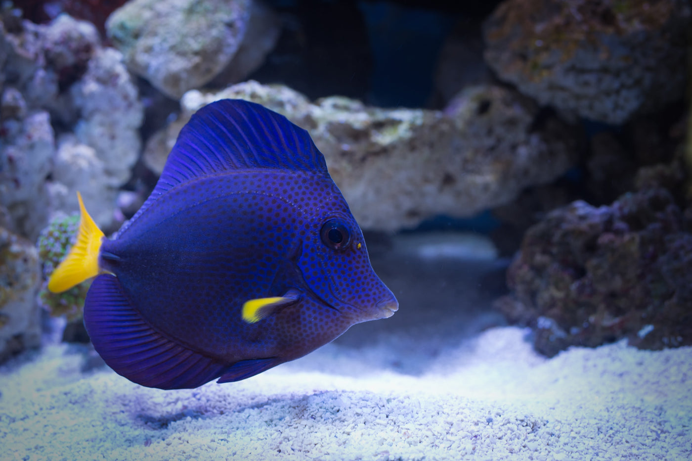 Fish List - 6th September 2025
