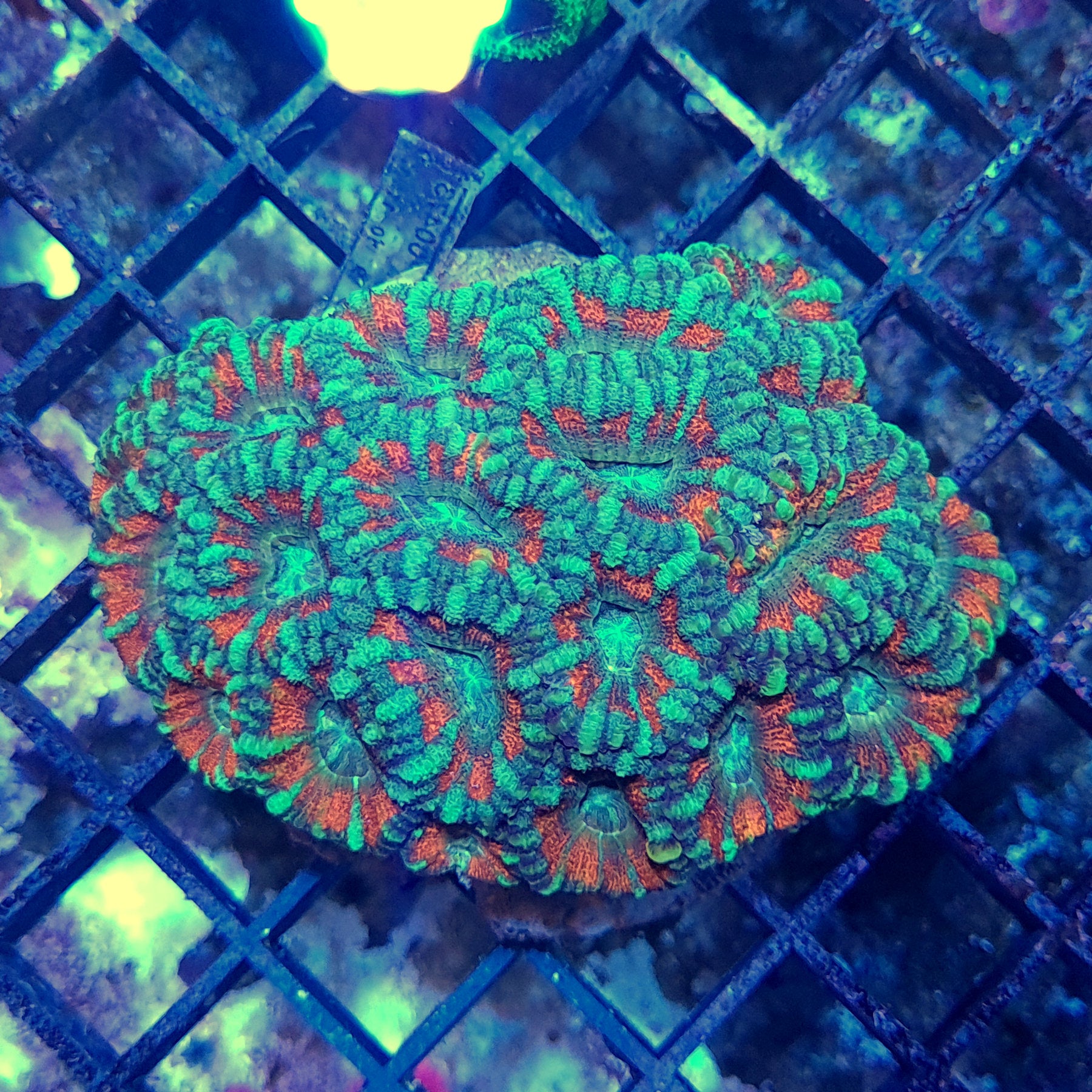 Large Red A-Grade Acan Lord Coral (Micromussa lordhowensis) – Essex ...
