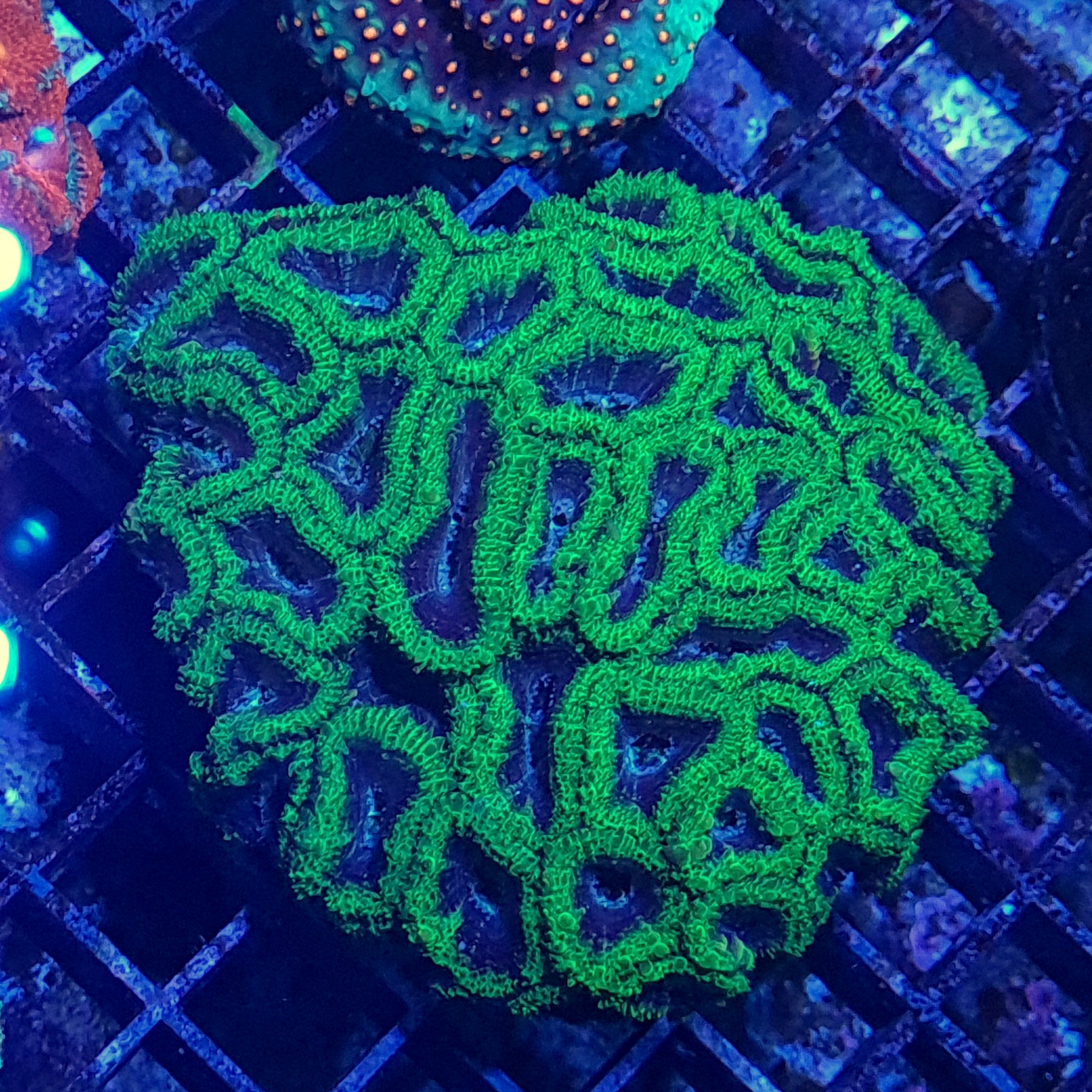 Large Green / Purple Acan Lord LPS Coral (Micromussa lordhowensis ...