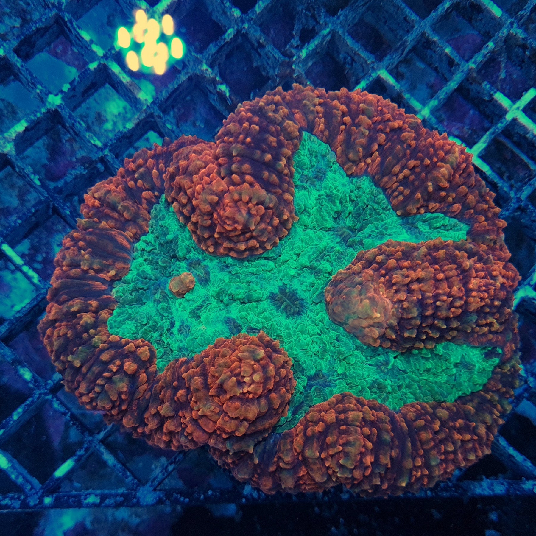 Large Oz Symphyllia / Brain Coral – Essex Marine Aquatics