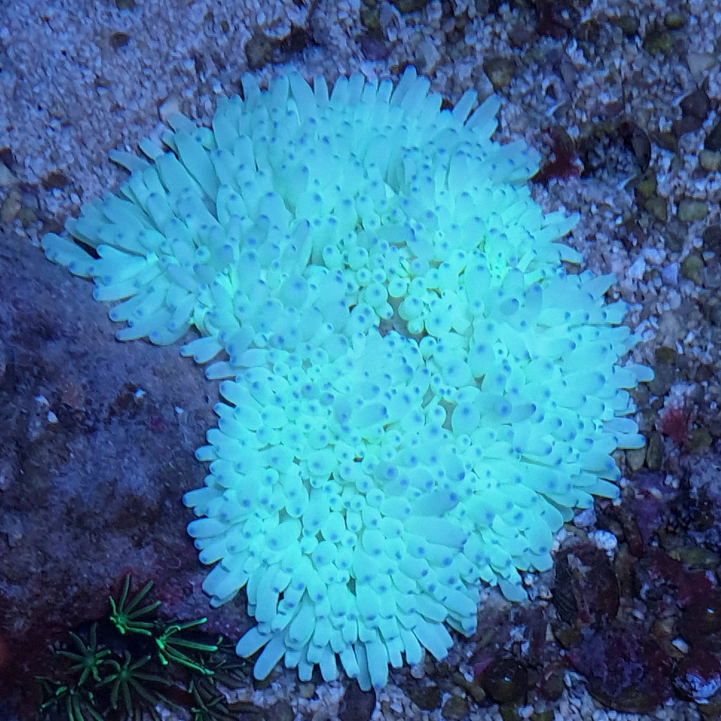 Heteractis Sebae Sebae aka Malu Anemone (Heteractis crispa) – Essex Marine Aquatics