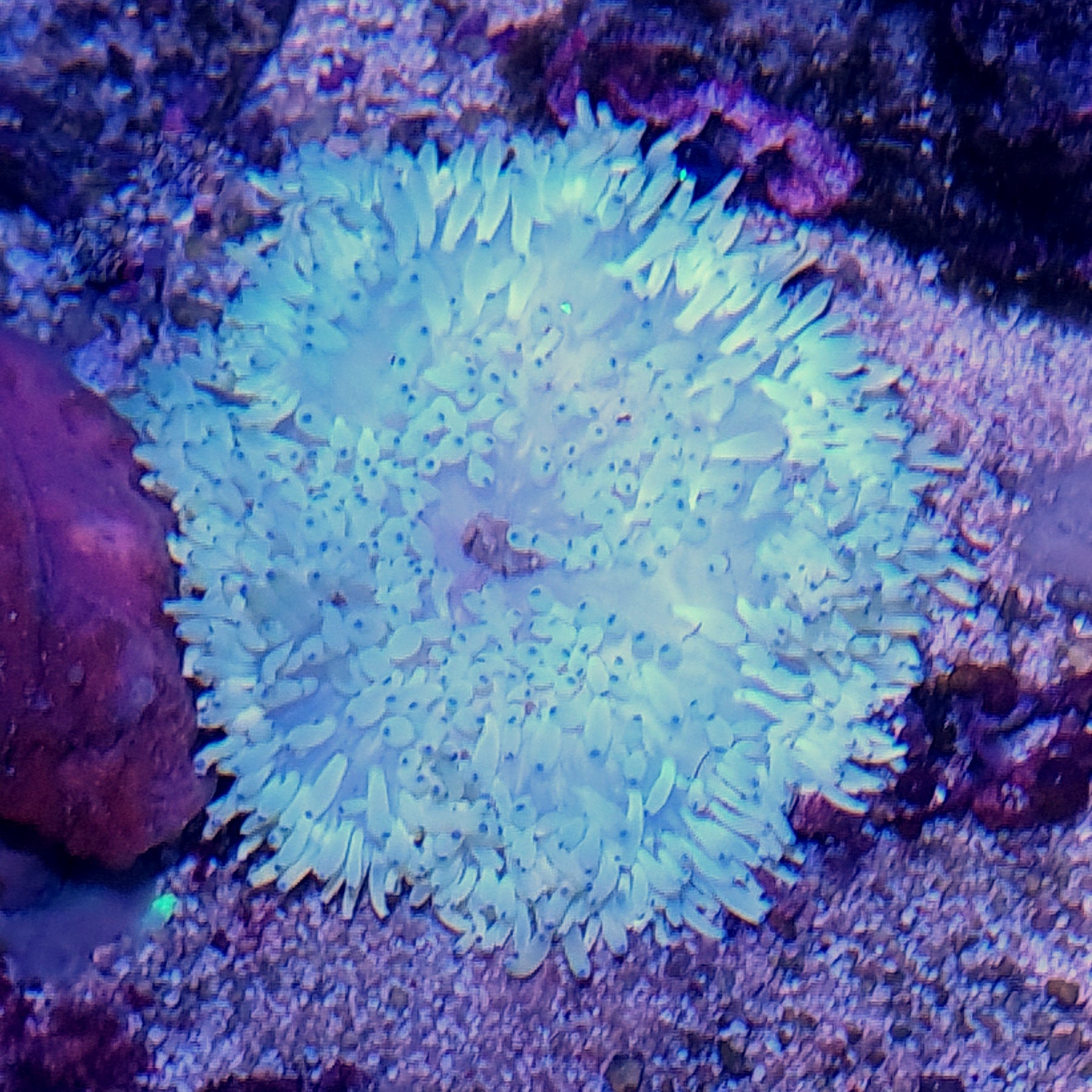 Heteractis Sebae Malu Anemone / Sebae Anemone Blue Tip (Heteractis Crispa) – Essex ...