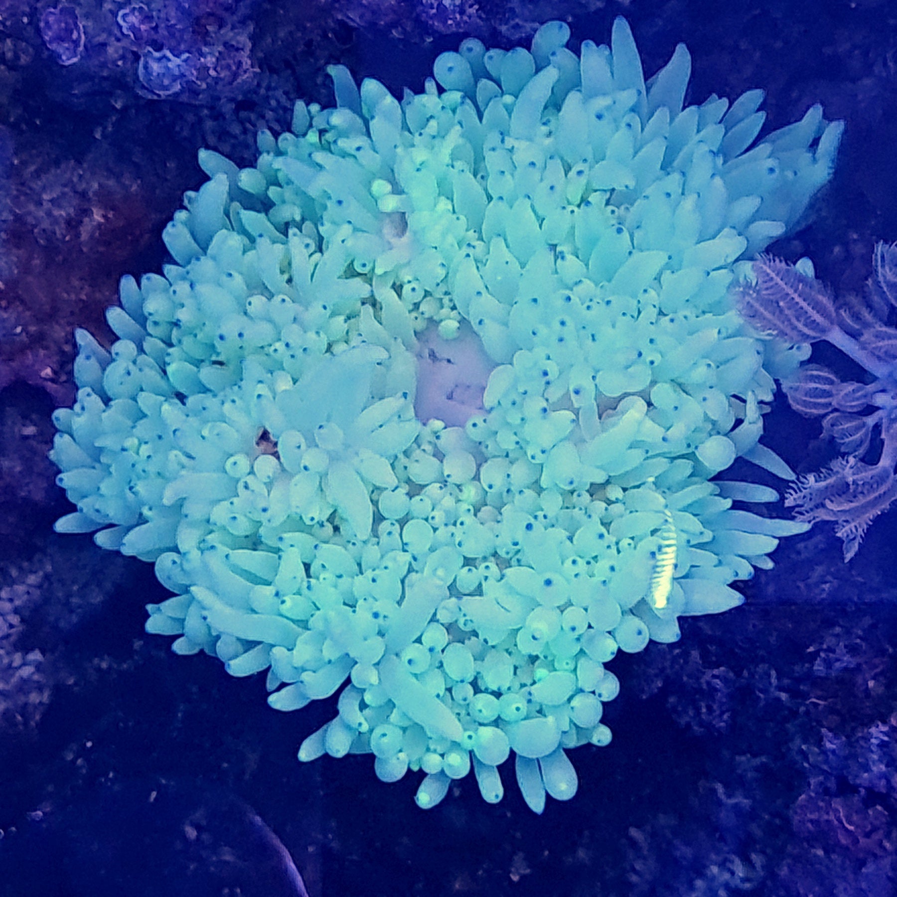 Heteractis Sebae Malu / Sebae Anemone Blue Tip (Heteractis Crispa) – Essex Marine Aquatics