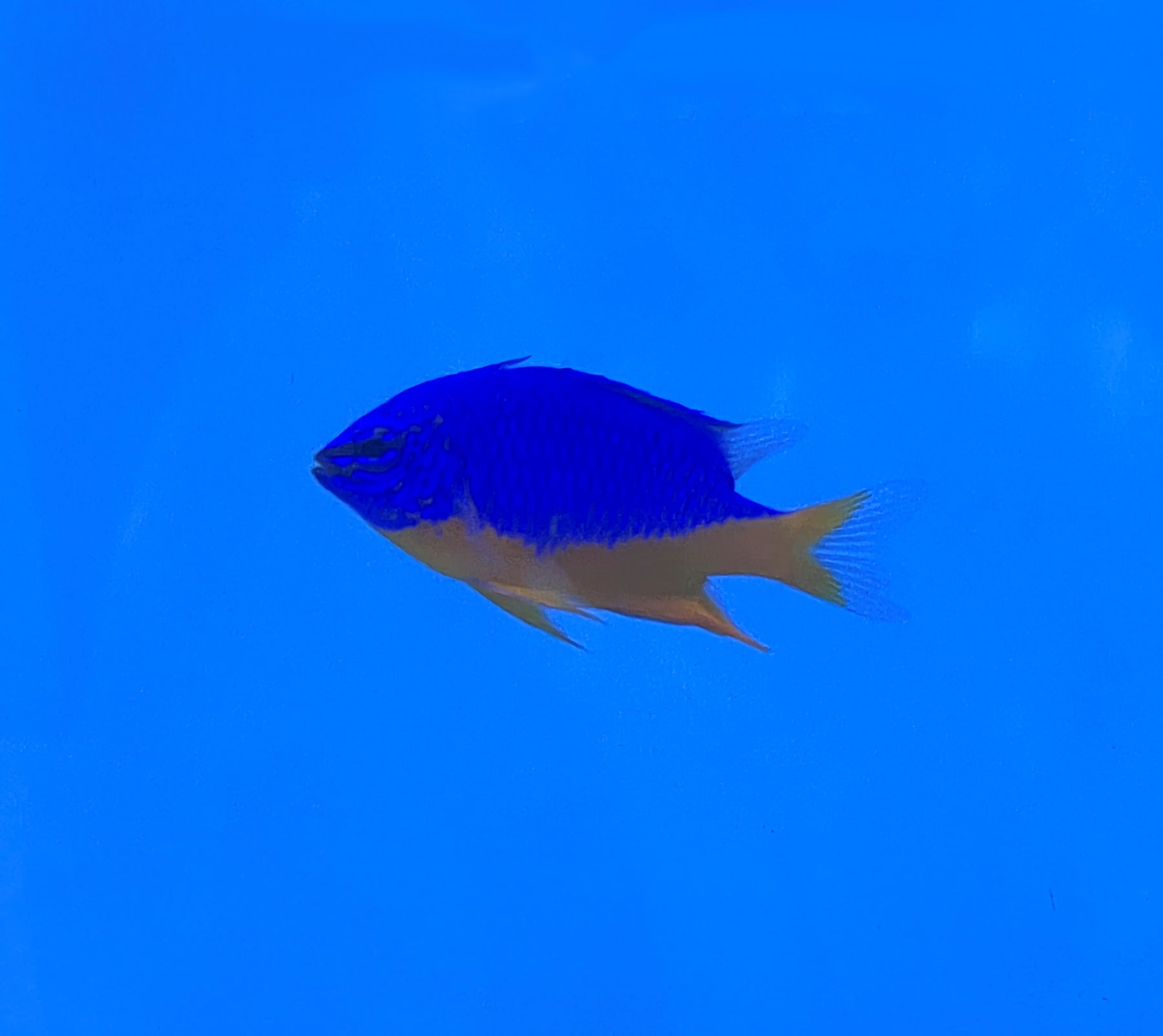 Azure / Yellow Belly Damsel (Chrysiptera hemicyanea) Essex Marine