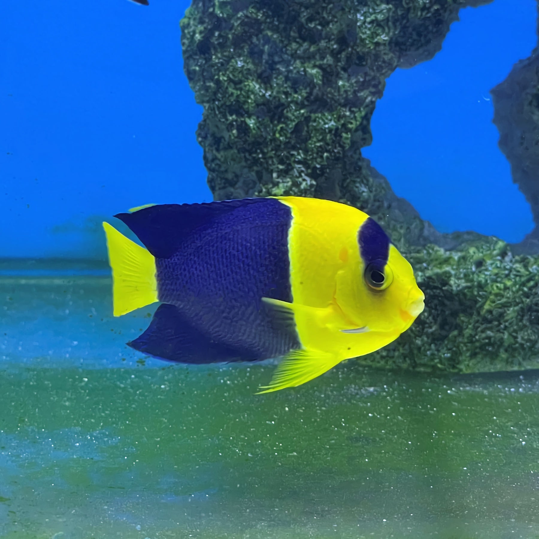 Bicolor Angelfish (Centropyge bicolor) – Essex Marine Aquatics
