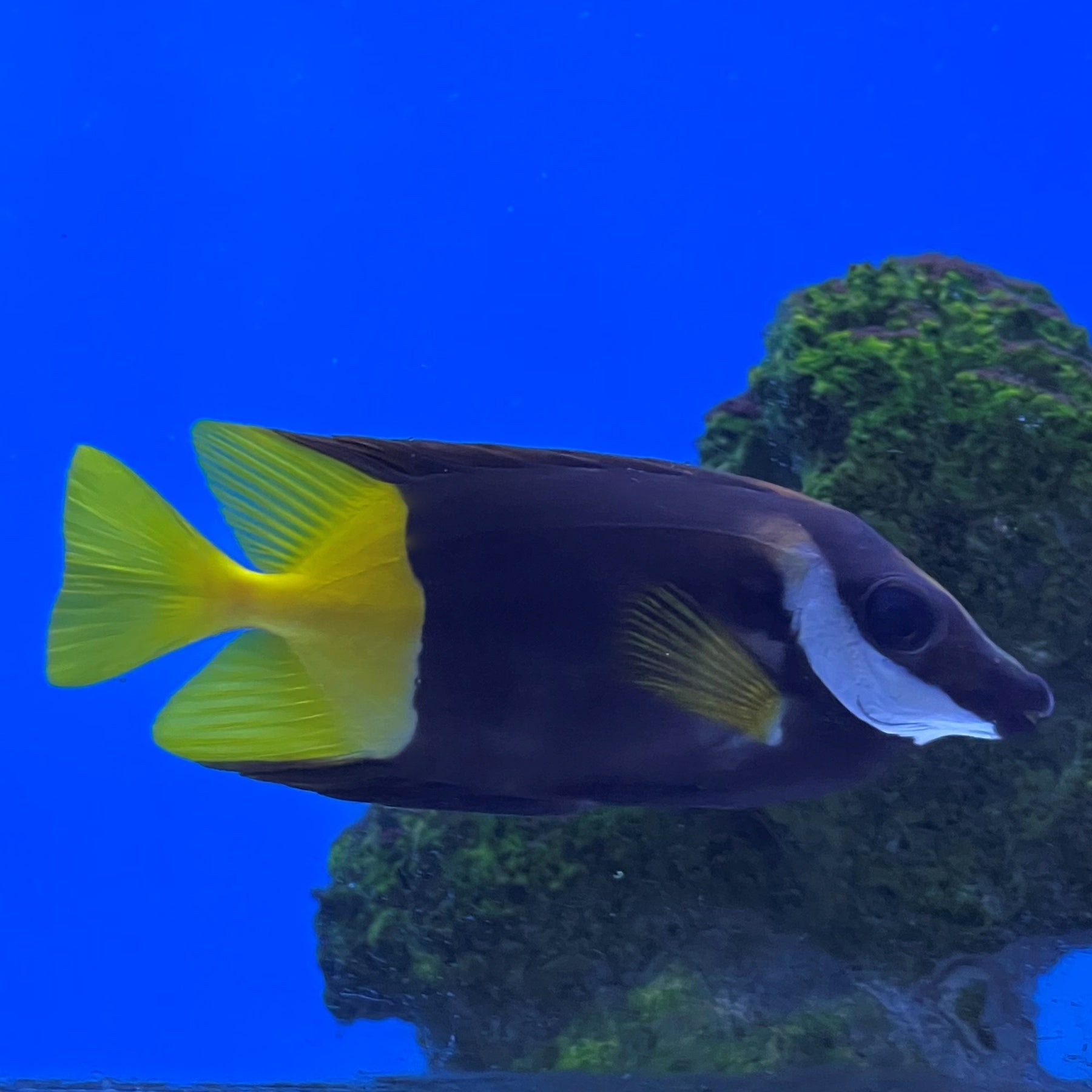 Foxface Fish Color Bicolour Foxface (Siganus uspi) – Essex Marine Aquatics