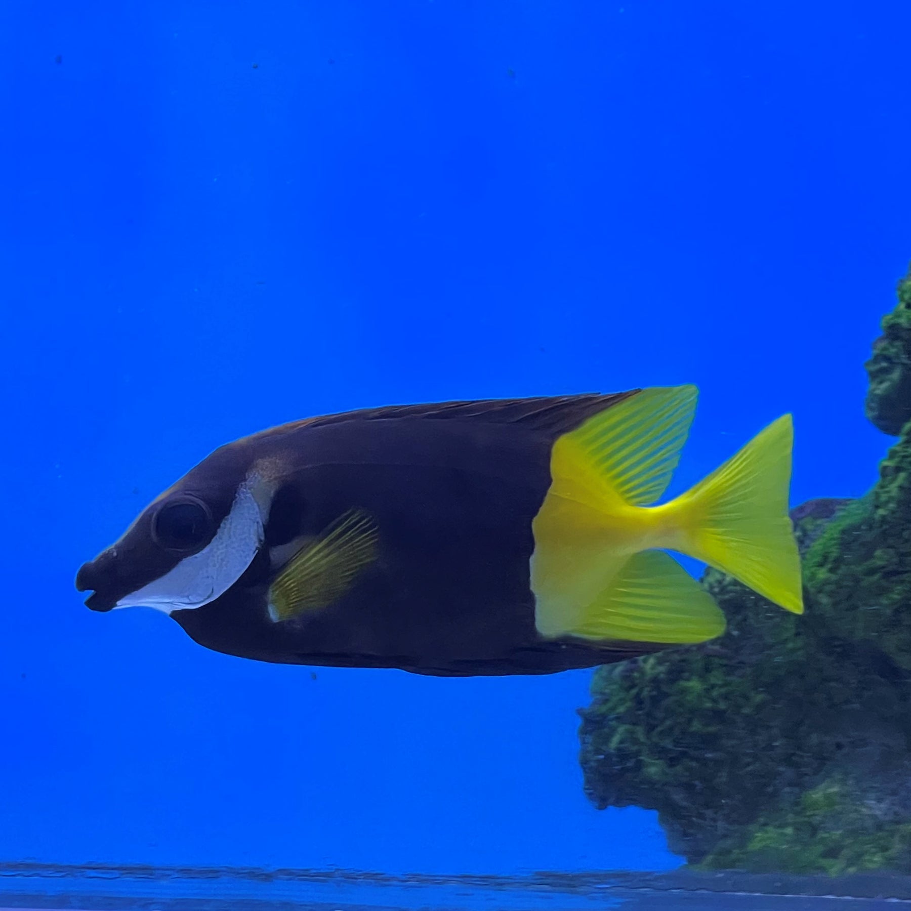 Foxface Fish Color Bicolour Foxface (Siganus uspi) – Essex Marine Aquatics
