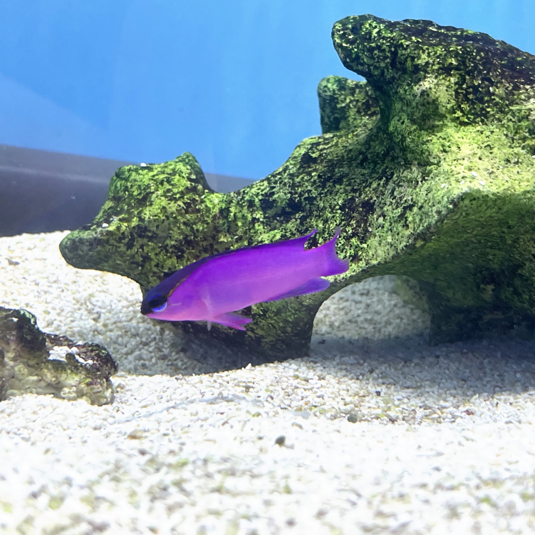 Black Cap Gramma (Gramma melacara) – Essex Marine Aquatics