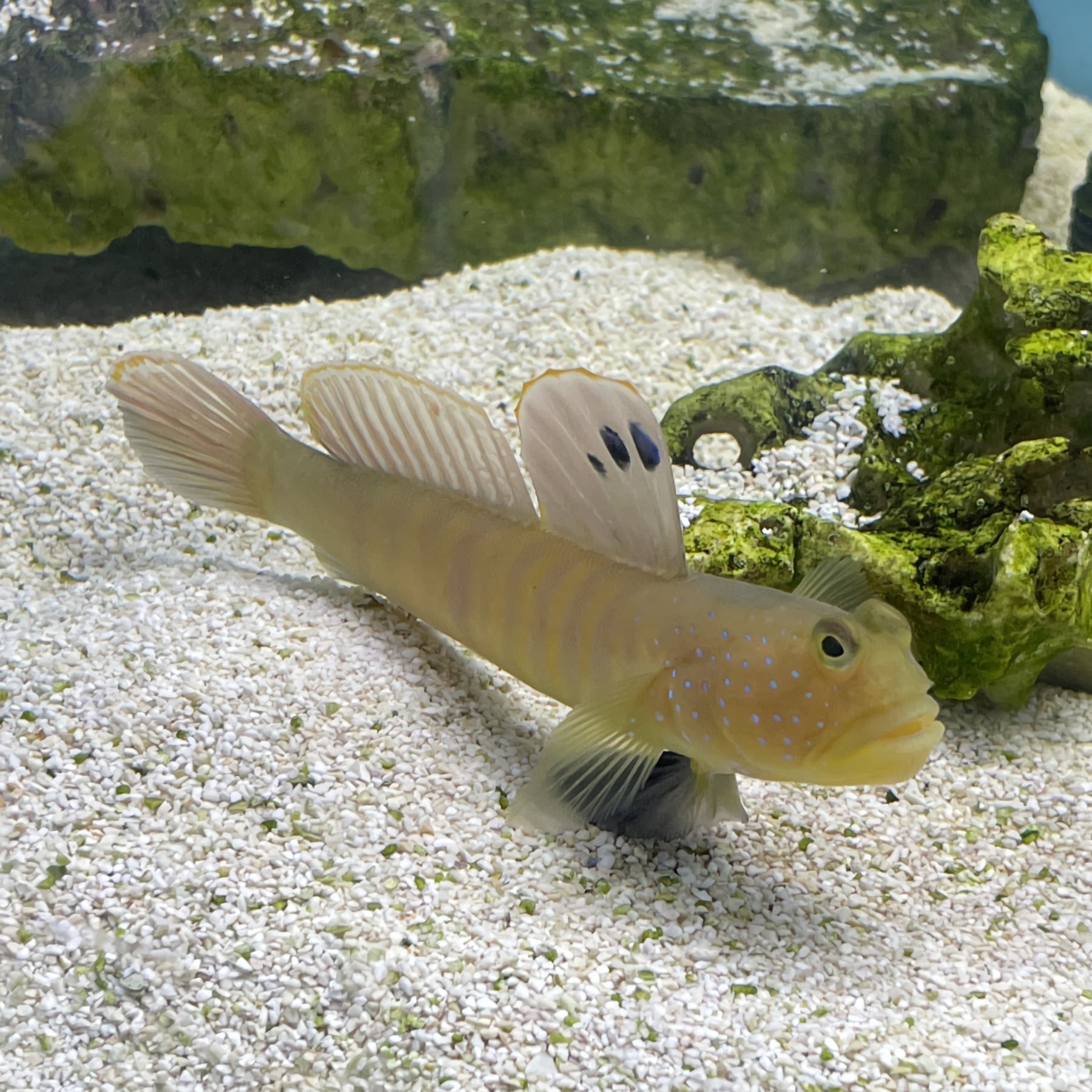 Blue Stream Goby Blue Spotted Watchman Goby (Cryptocentrus pavoninoides) – Essex Marine ...