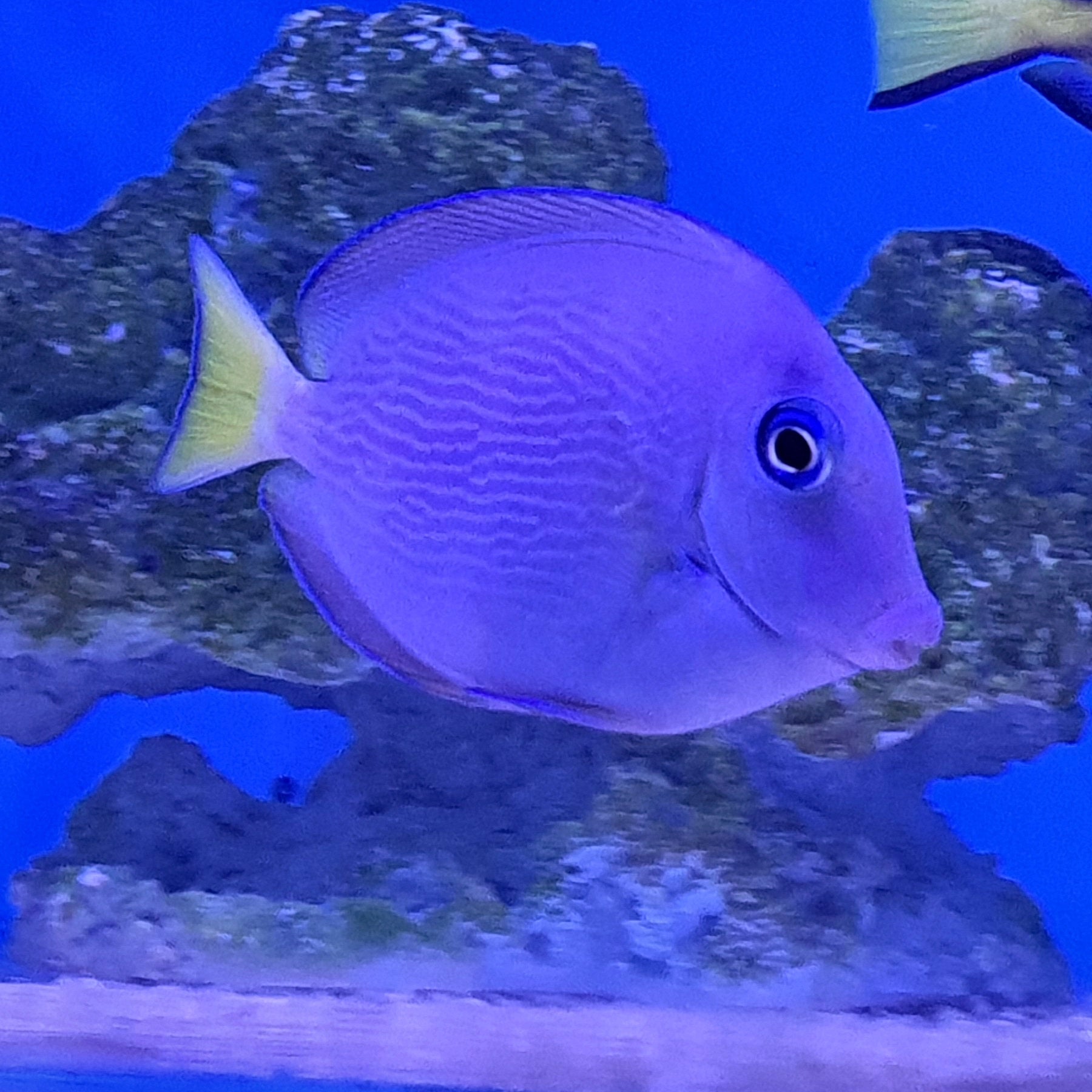 Caribbean Blue Tang (Acanthurus coeruleus) – Essex Marine Aquatics