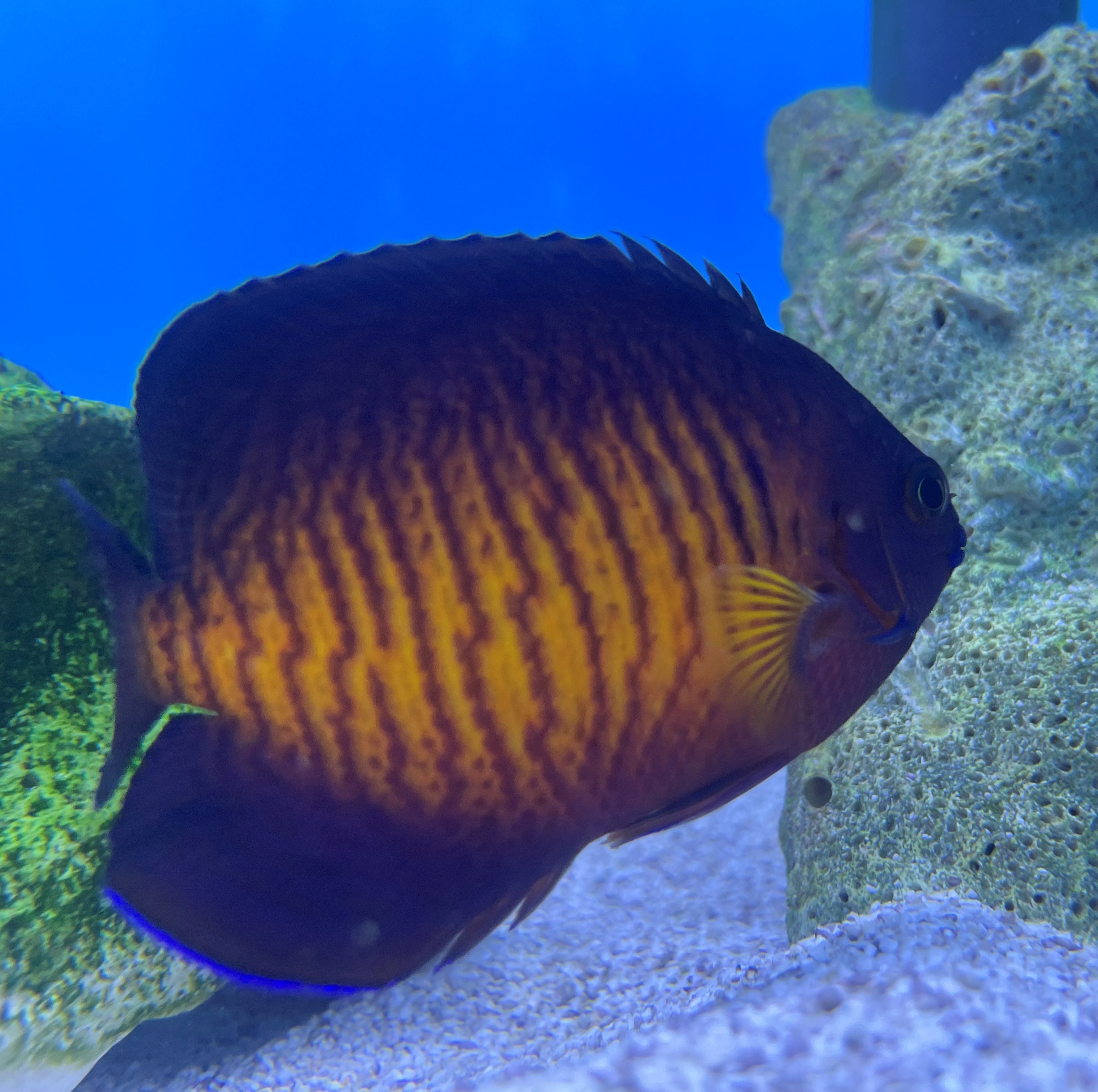 Coral Beauty (Centropyge bispinosa) Dwarf Angelfish – Essex Marine Aquatics