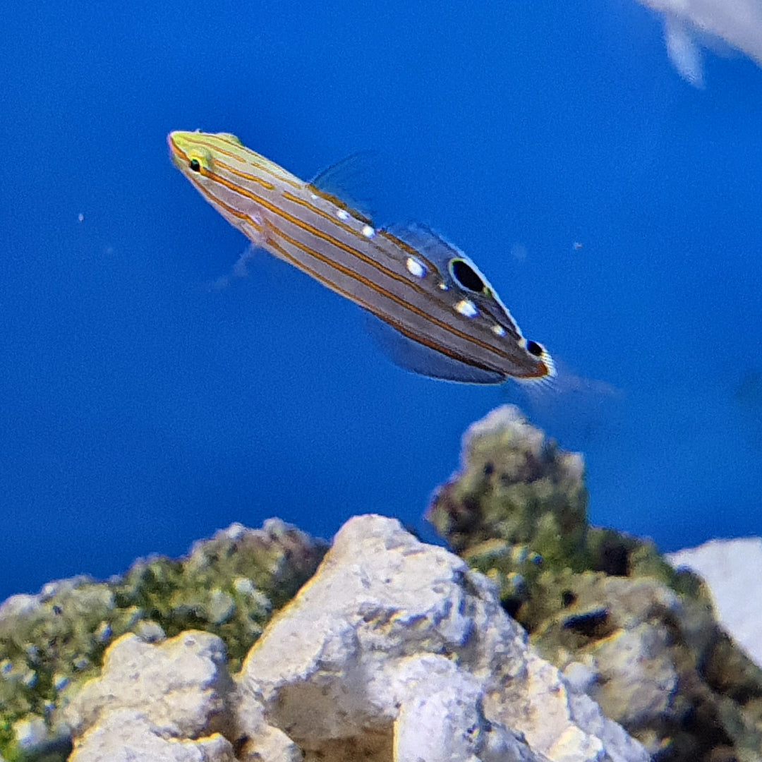 Court Jester Goby Algae
