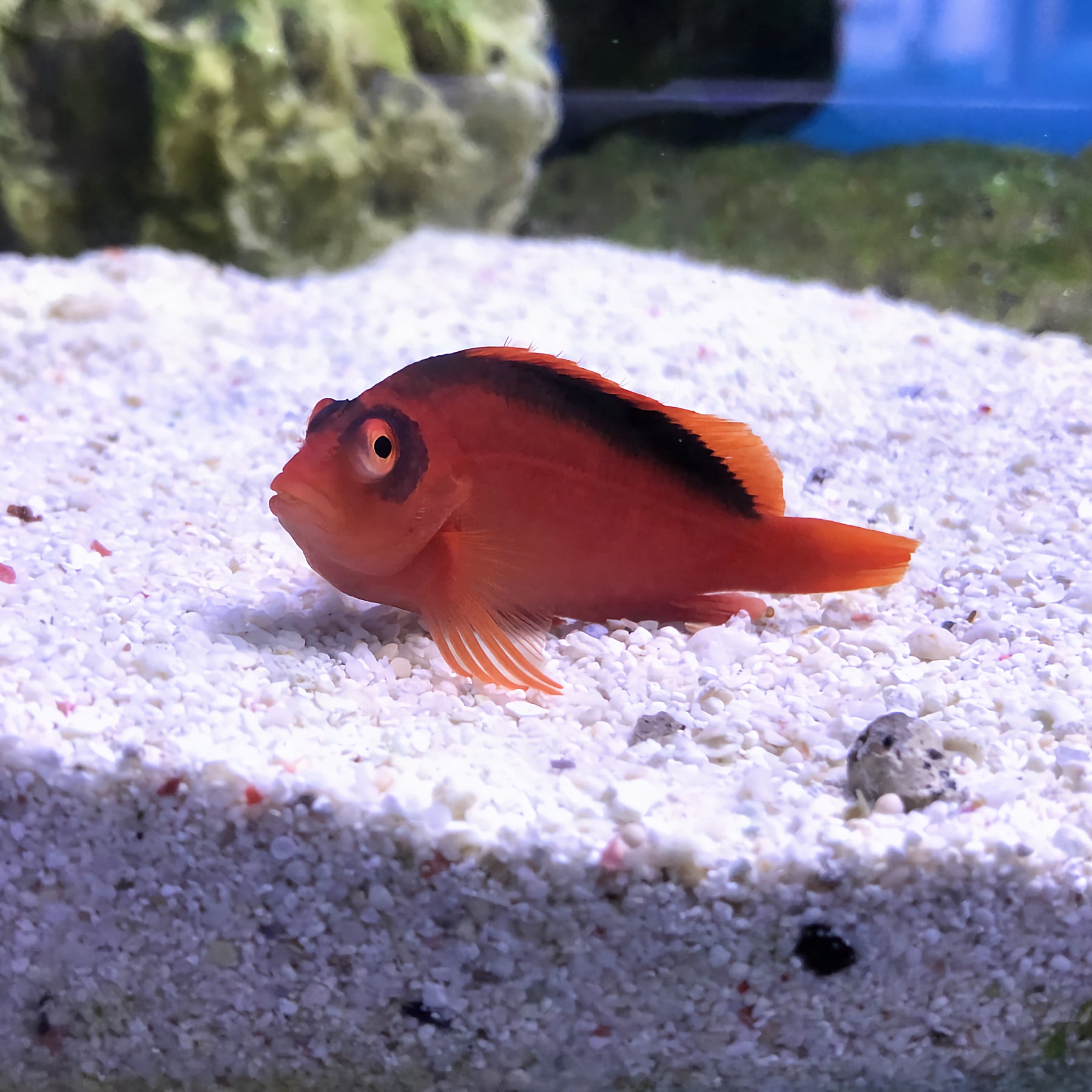Scarlet Hawkfish / Flame Hawkfish (Neocirrhites armatus) – Essex Marine ...