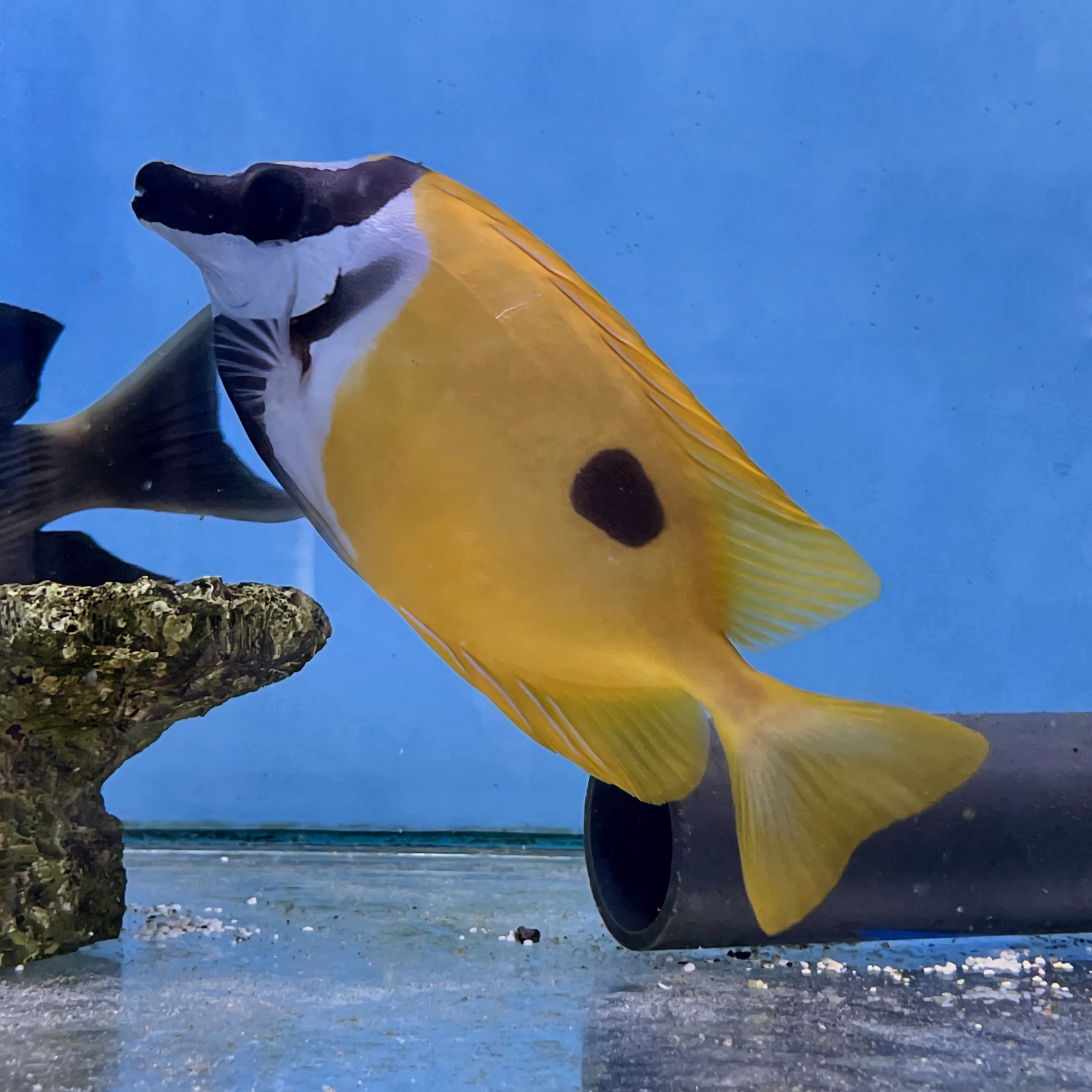 Blotched One Spot Foxface Rabbitfish (Siganus unimaculatus) – Essex ...