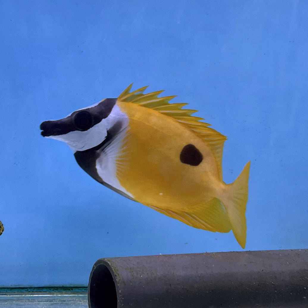 Blotched One Spot Foxface Rabbitfish (Siganus unimaculatus) – Essex ...