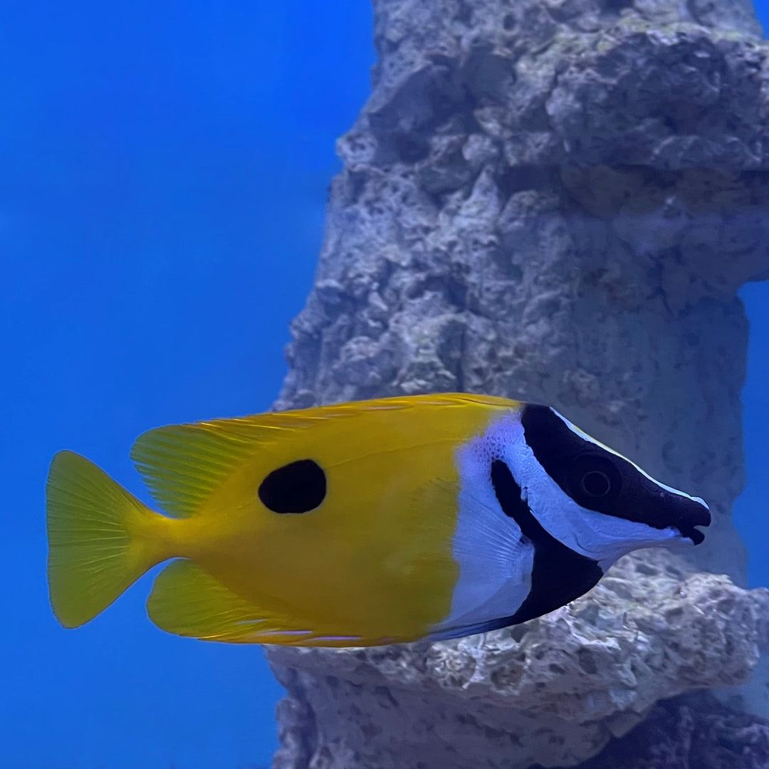 Blotched One Spot Foxface Rabbitfish (Siganus unimaculatus) – Essex Marine Aquatics