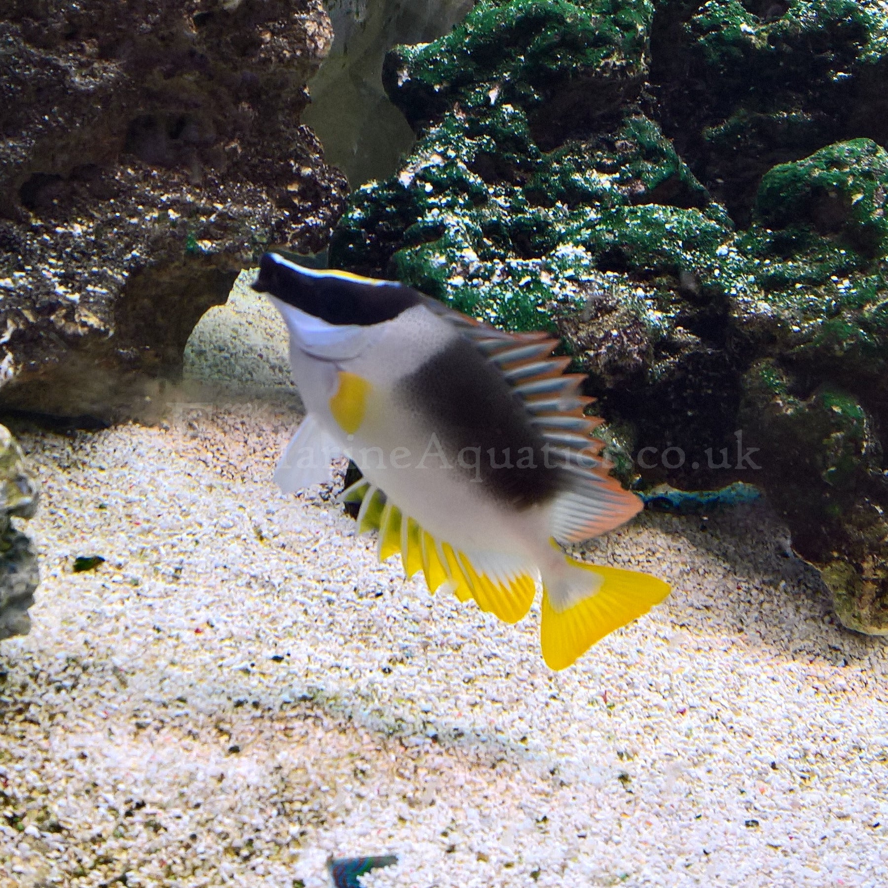 Magnificent Rabbit Fish Magnificent Foxface Rabbitfish (Siganus magnificus) – Essex Marine Aquatics