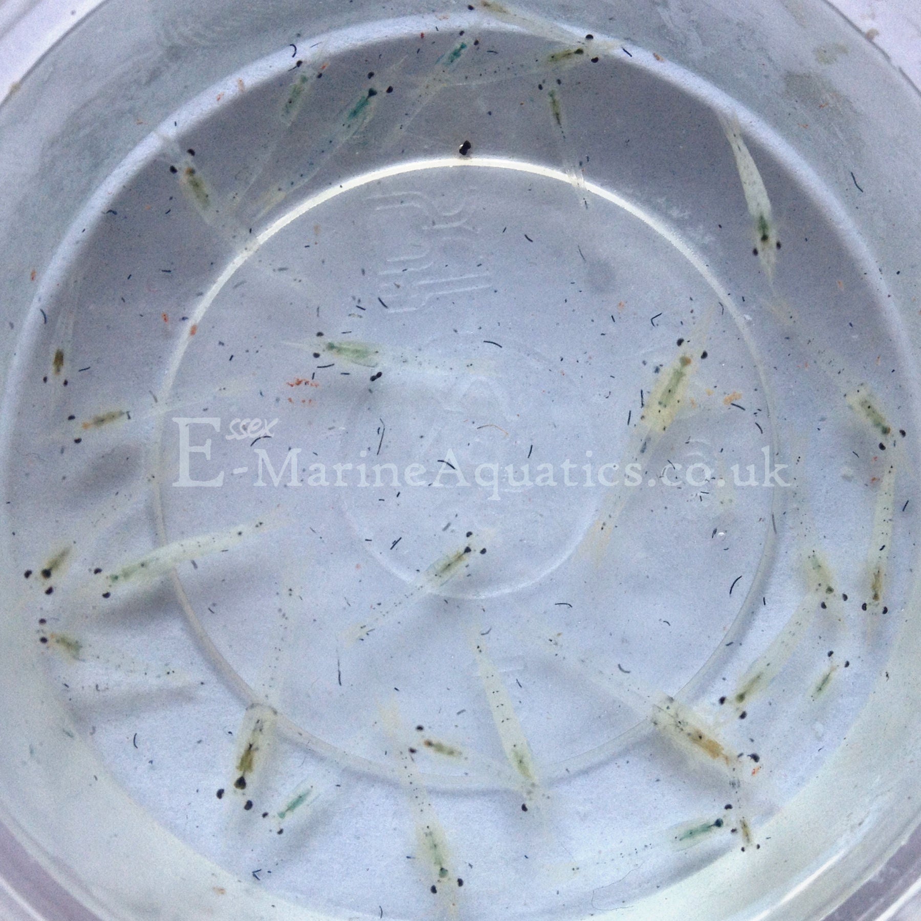 Myse Fish Mysis Shrimp Live Marine Aquarium Fish Food – Essex Marine Aquatics
