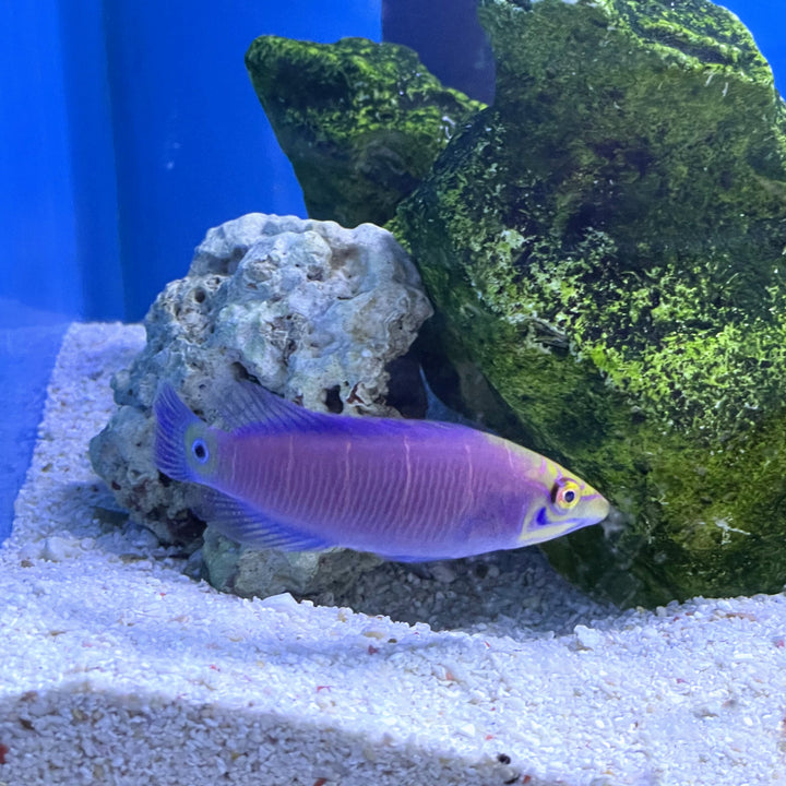 Mystery Wrasse (Pseudocheilinus ocellatus) – Essex Marine Aquatics