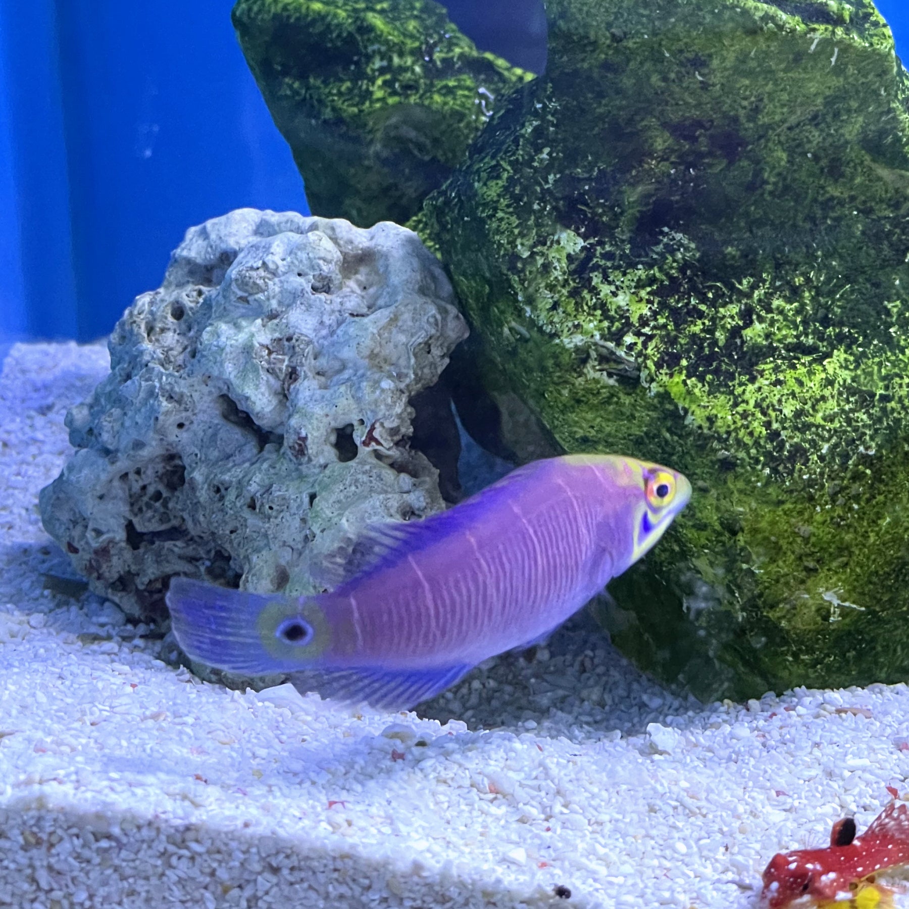 Mystery Wrasse (Pseudocheilinus ocellatus) – Essex Marine Aquatics