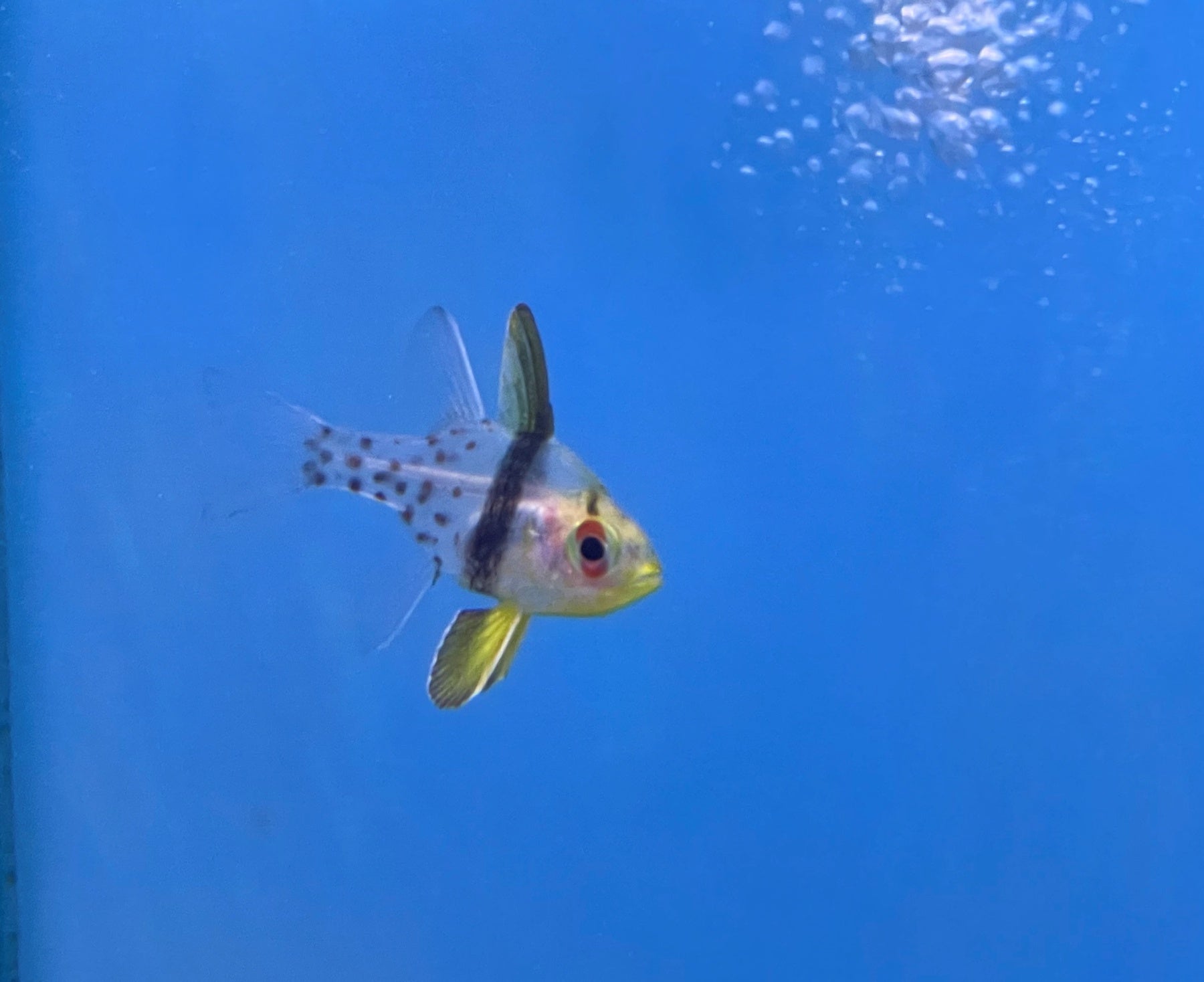 Pyjama Cardinals (Sphaeramia nematoptera) – Essex Marine Aquatics