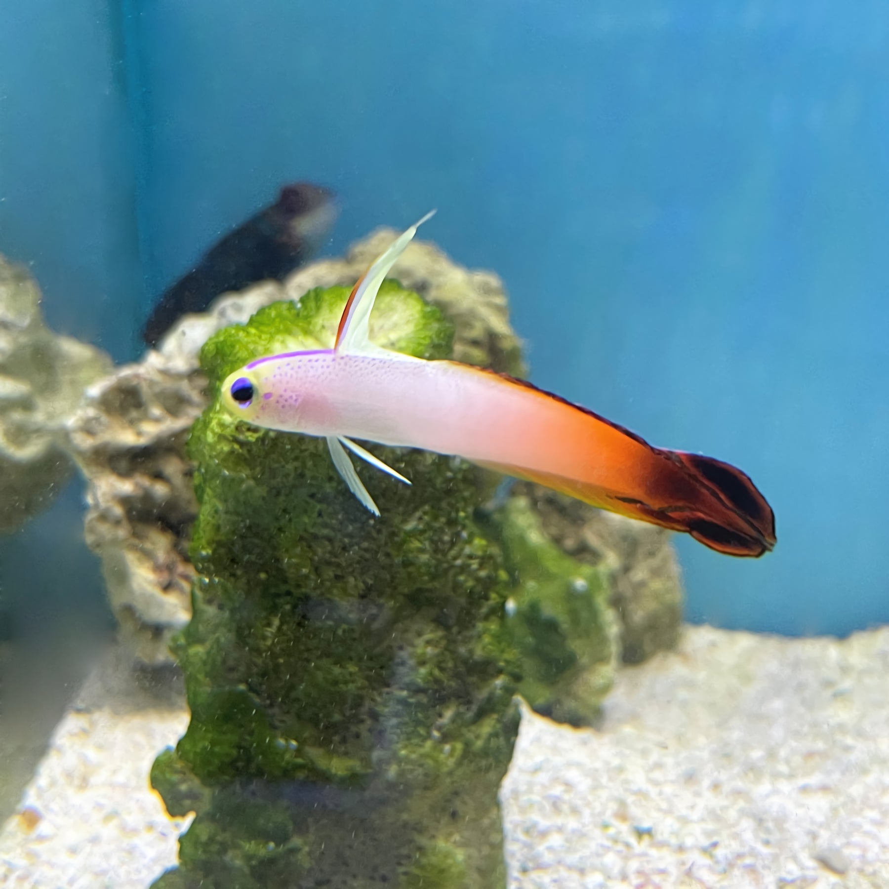 Red Firefish (Nemateleotris magnifica) – Essex Marine Aquatics