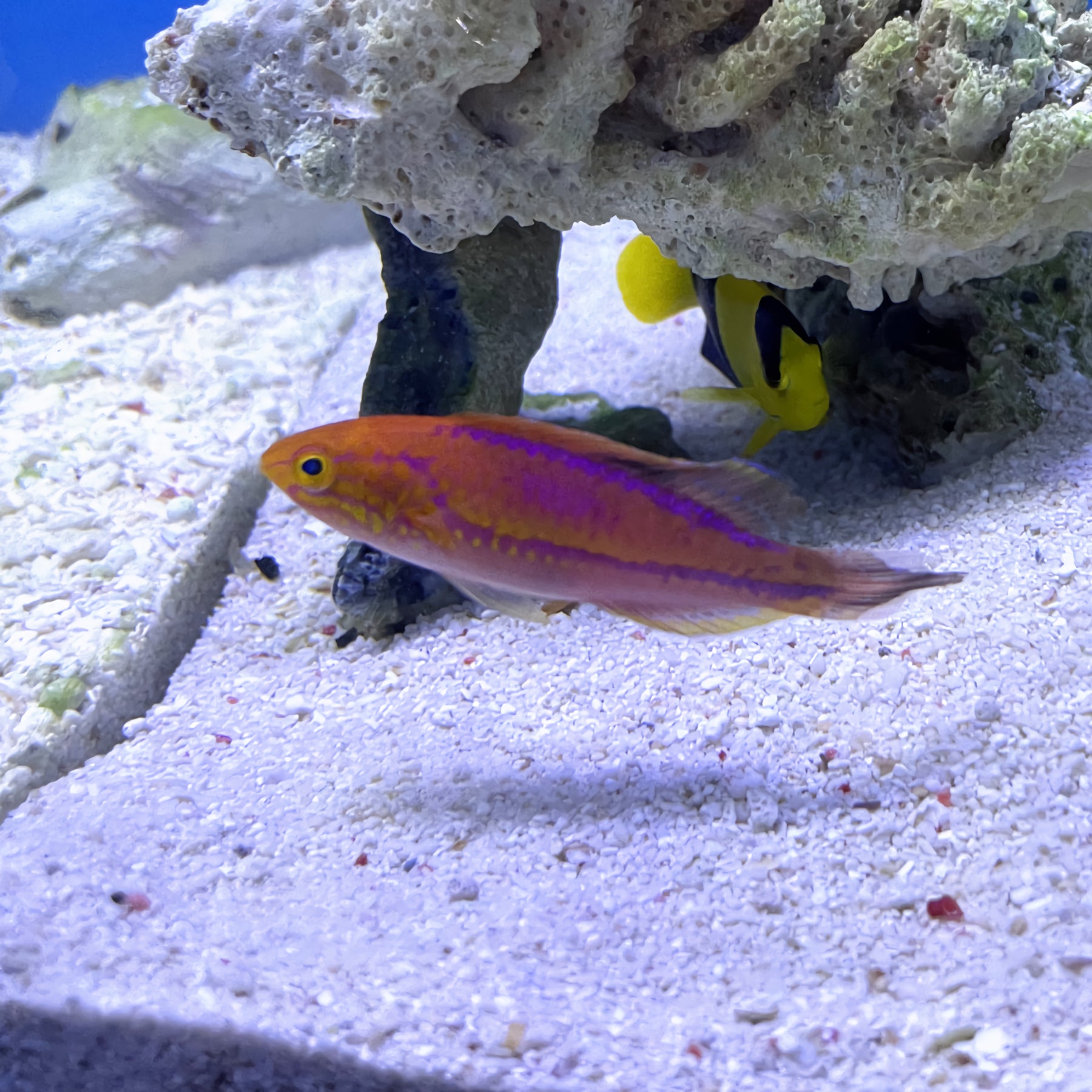 Splendid Pintail Wrasse Cirrhilabrus Isosceles Essex Marine Aquatics splendid-pintail-wrasse-cirrhilabrus-isosceles-essex-marine-aquatics