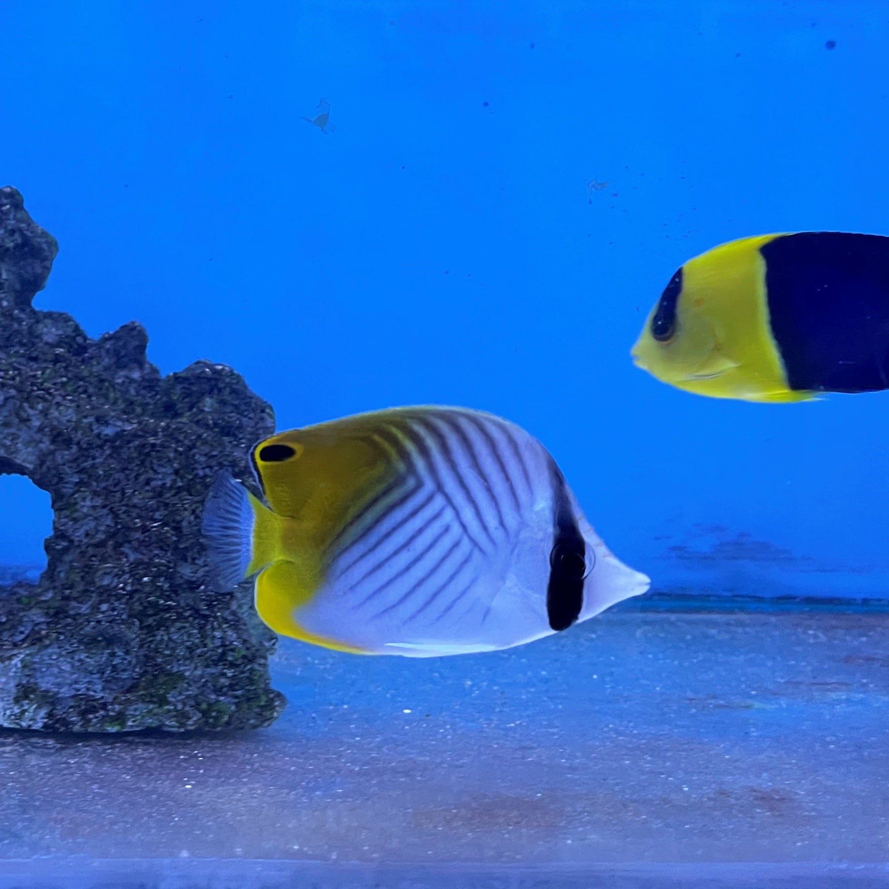 Threadfinbutterfly Fish Threadfin Butterflyfish (Chaetodon auriga) – Essex Marine Aquatics