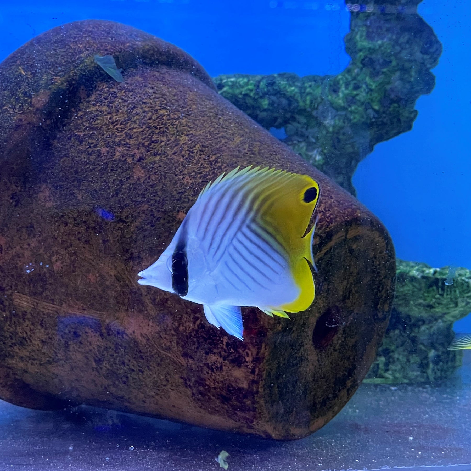 Threadfinbutterfly Fish Threadfin Butterflyfish (Chaetodon auriga) – Essex Marine Aquatics