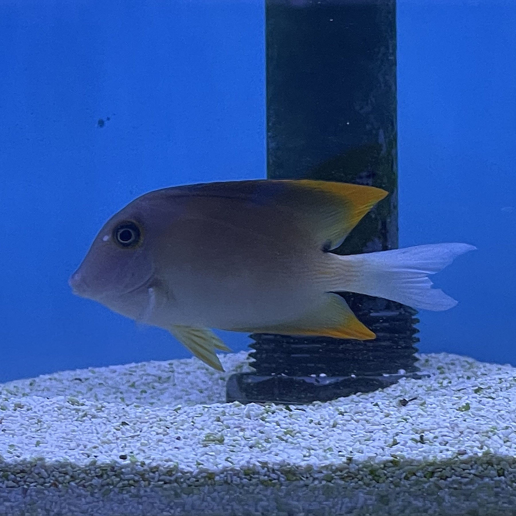 Brisle Tomini Bristle Tooth Tang (Ctenochaetus tominiensis) – Essex Marine ...