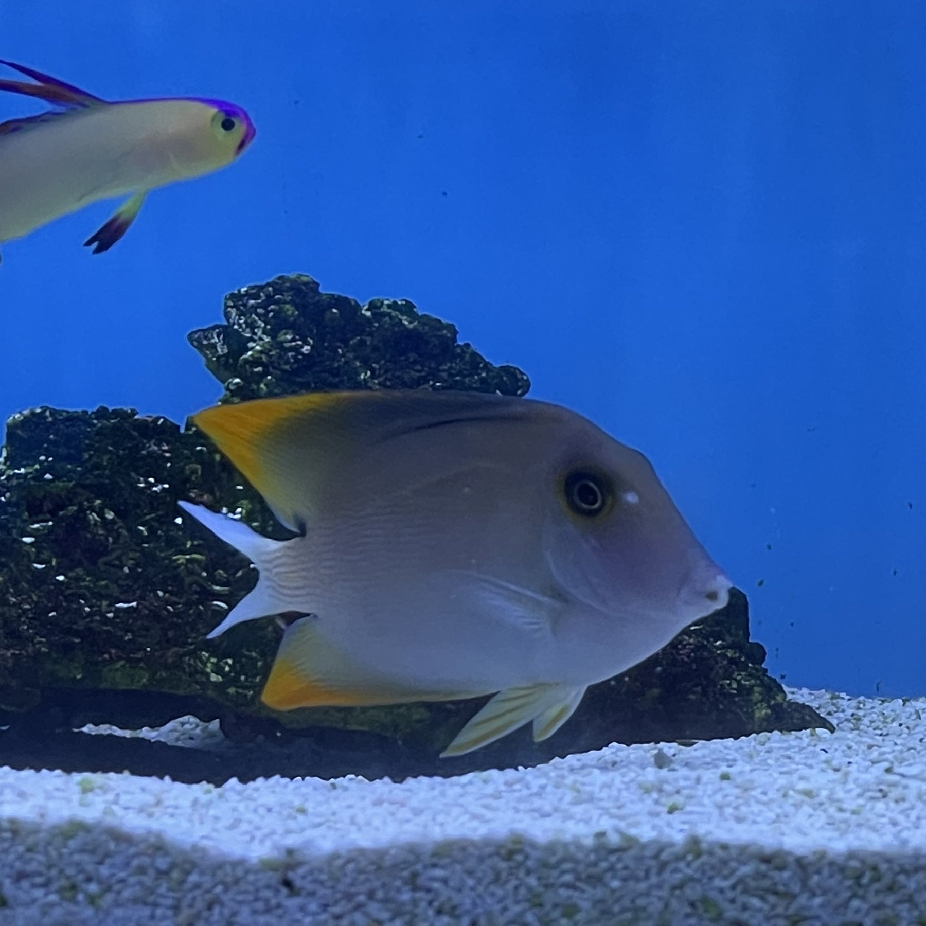 Brisle Tomini Bristle Tooth Tang (Ctenochaetus tominiensis) – Essex Marine ...