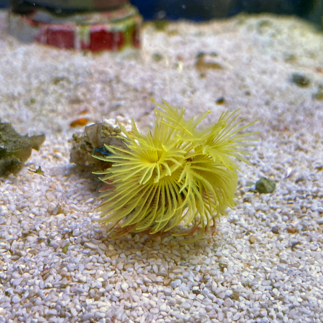 Feather Duster Worm Care