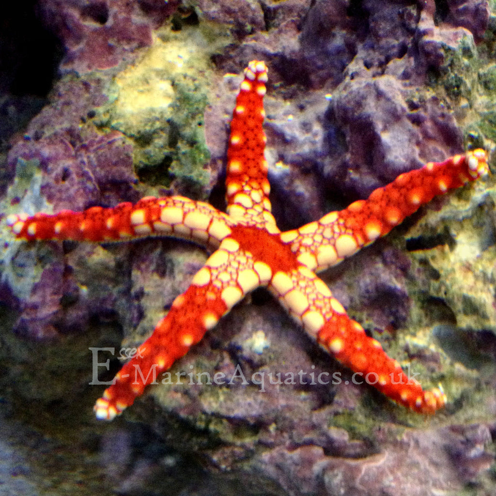 Necklace starfish 2025